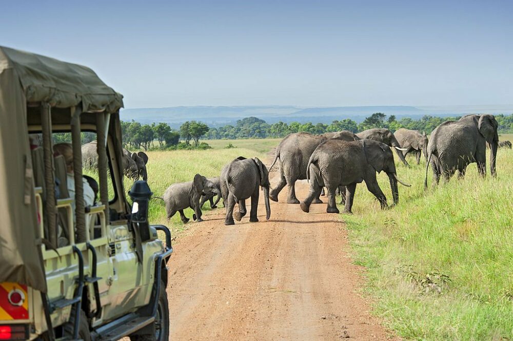 In planning your next trip you should definitely make a safari in Africa a priority.