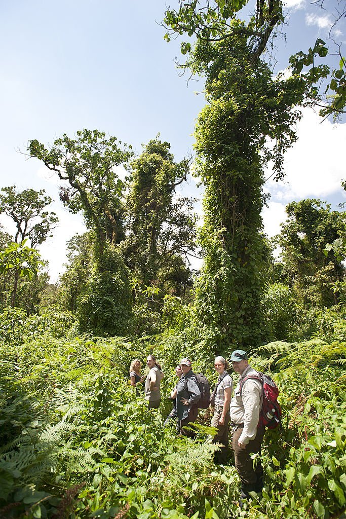 Spend some time in the dense jungles of Uganda to check off seeing mountain gorillas.